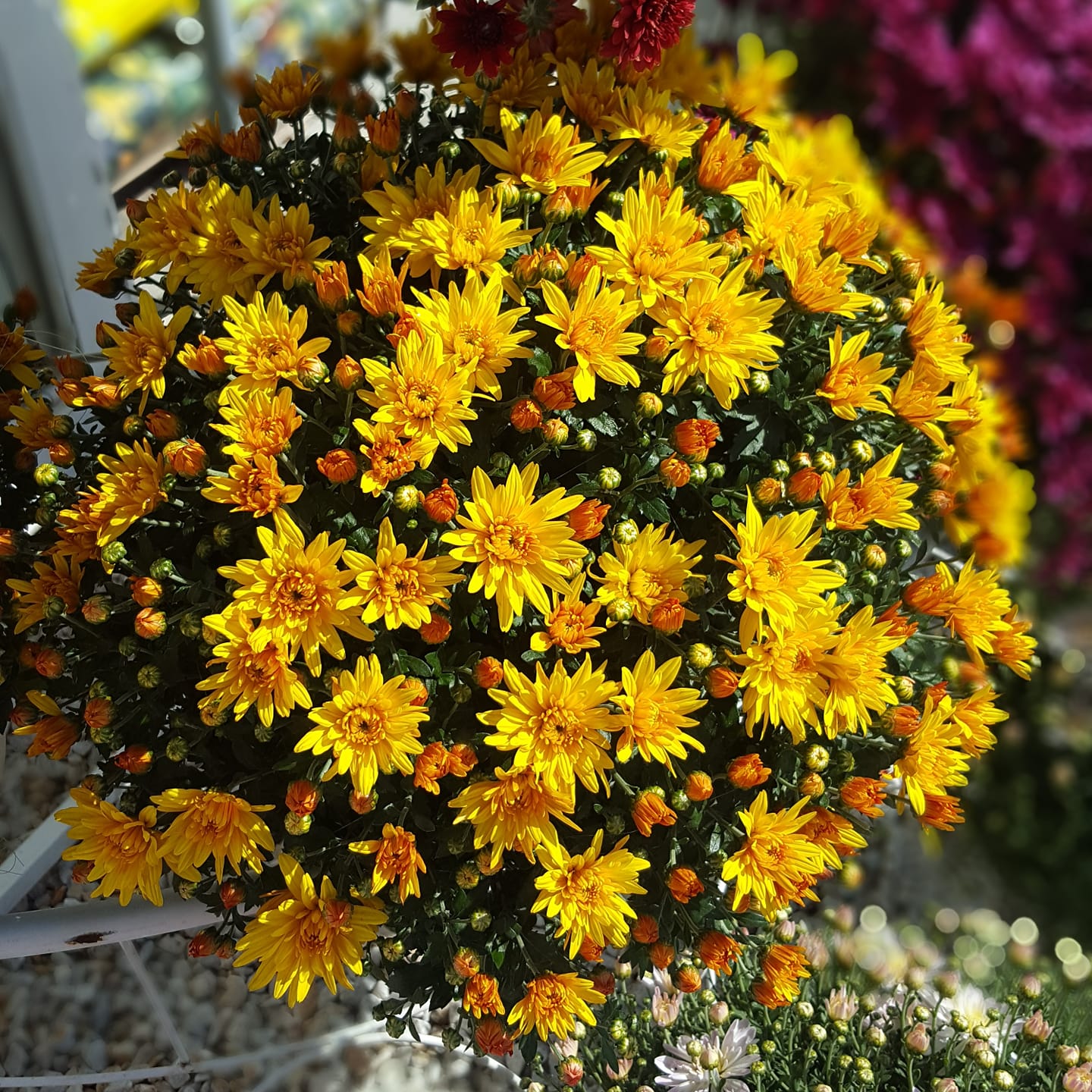 Chrysanthemum x morifolium 'Conaco Gold' ~ Belgian Mums© Conaco Gold Mum-ServeScape