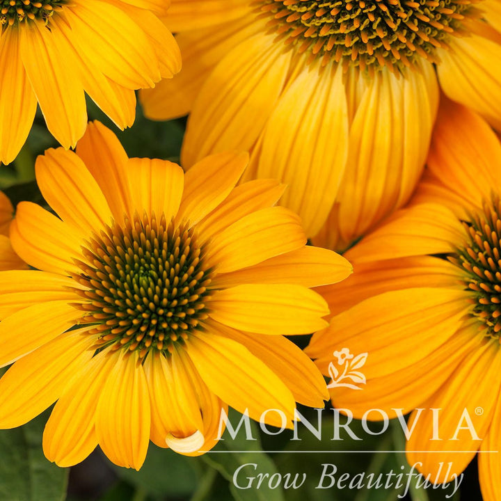 Echinacea 'Balsomold' ~ Monrovia® Sombrero® Granada Gold Coneflower-ServeScape