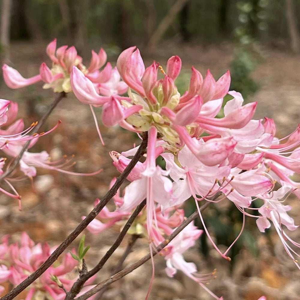 Rhododendron canescens 'Varnado's Phlox Pink' ~ Phlox Pink Native Azalea-ServeScape