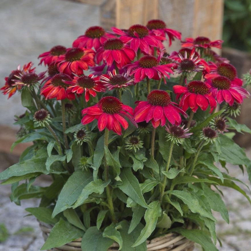 Echinacea purpurea 'SunMagic Vintage Ruby' ~ SunMagic® Vintage Ruby Echinacea-ServeScape