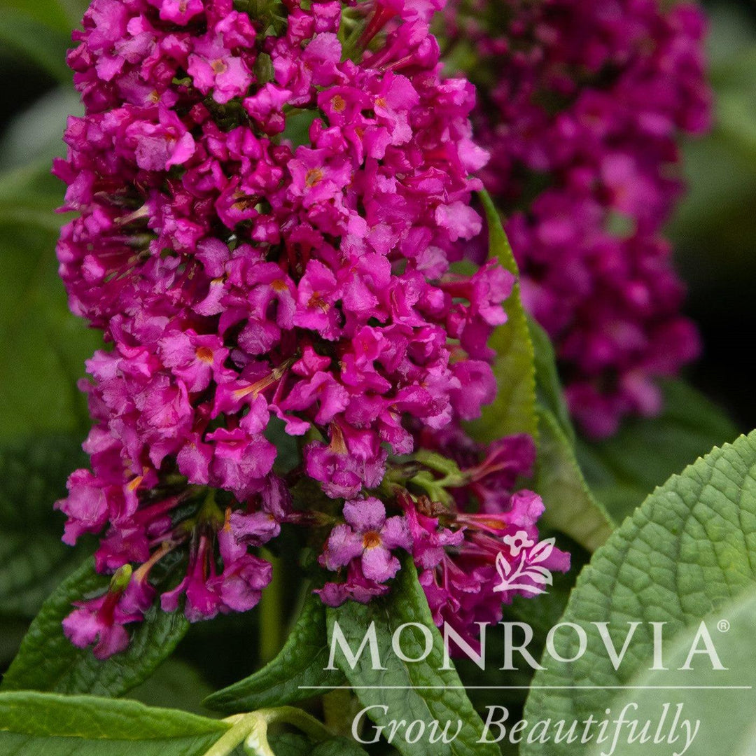 Buddleia ‘SRPbudsan’ PP30,595 ~ Monrovia® Summer Sips™ Sangria Butterfly Bush-ServeScape