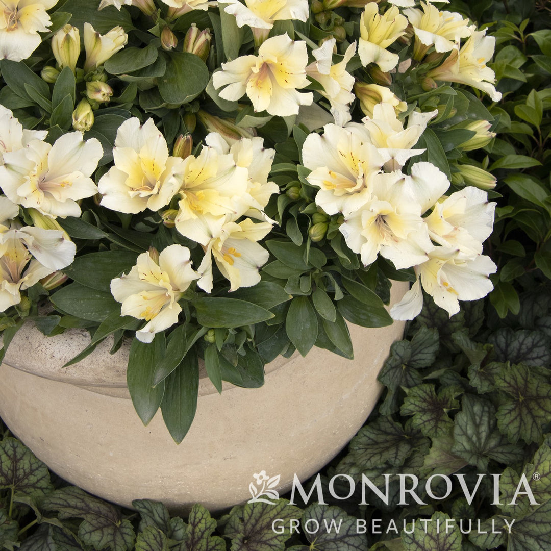 Alstroemeria x 'Zapriclair' PP #25,588 ~ Monrovia® Colorita® Claire® Peruvian Lily-ServeScape