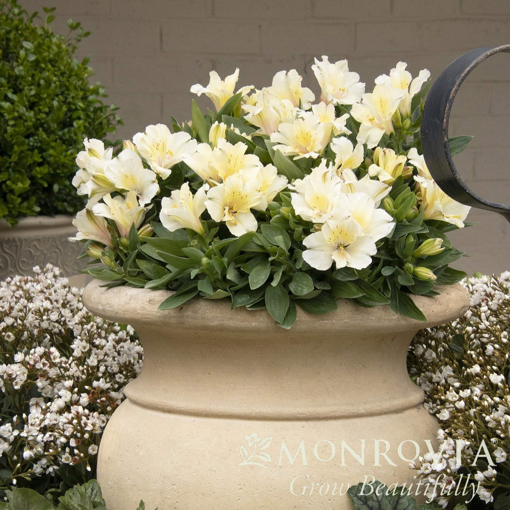 Alstroemeria x 'Zapriclair' PP #25,588 ~ Monrovia® Colorita® Claire® Peruvian Lily-ServeScape