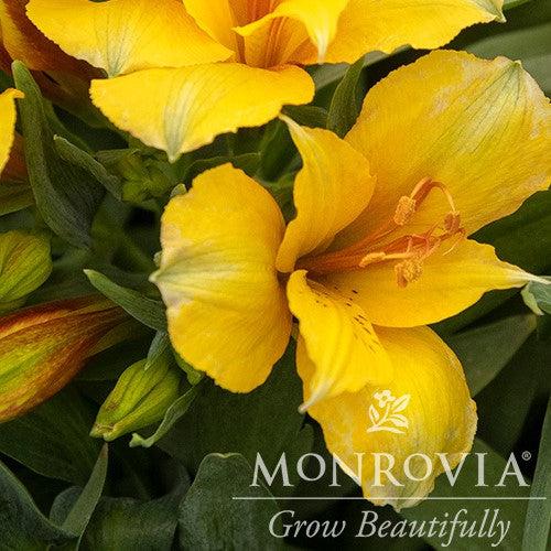 Alstroemeria x 'Zaprilisa' ~ Monrovia® Colorita® Lisa® Peruvian Lily-ServeScape