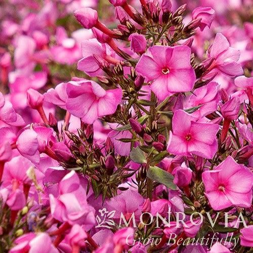 Phlox paniculata 'Fantasy' ~ Monrovia® Sweet Summer™ Fantasy Garden Phlox-ServeScape