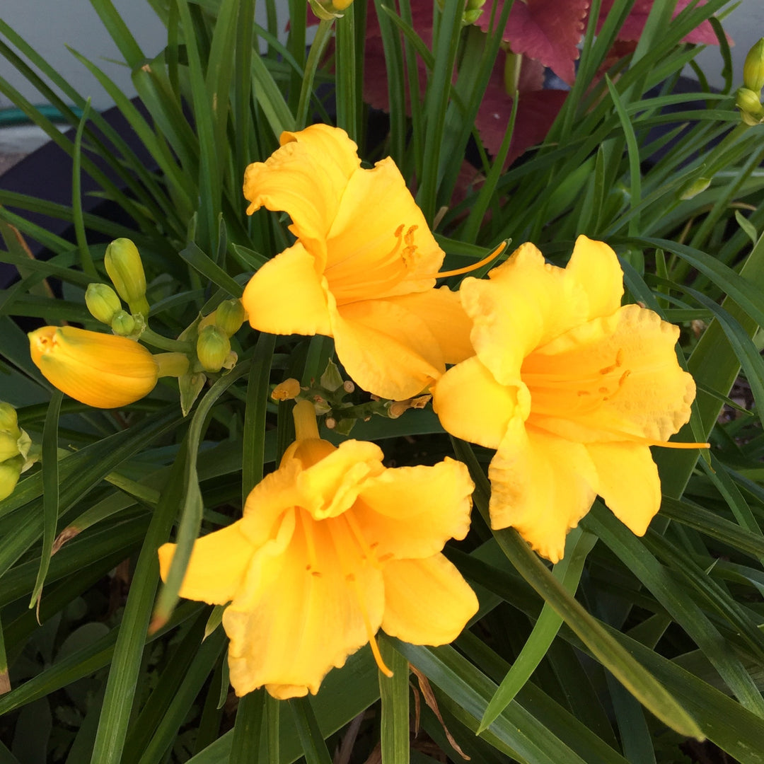 Hemerocallis 'WF479' ~ Evergreen Stella Daylily-ServeScape