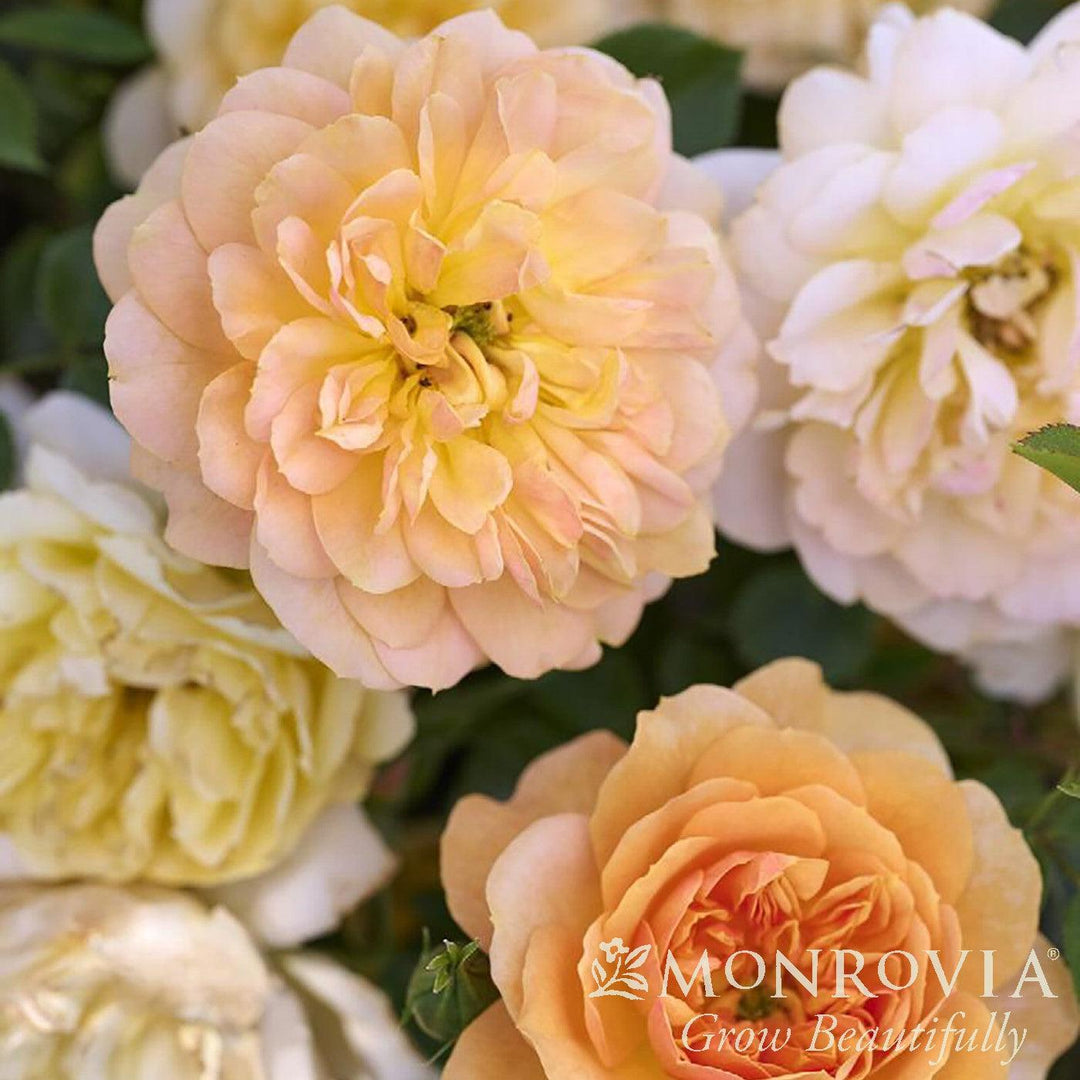 Rosa 'Meikapette' ~ Monrovia® Itsy Bitsy® Peach Miniature Rose
