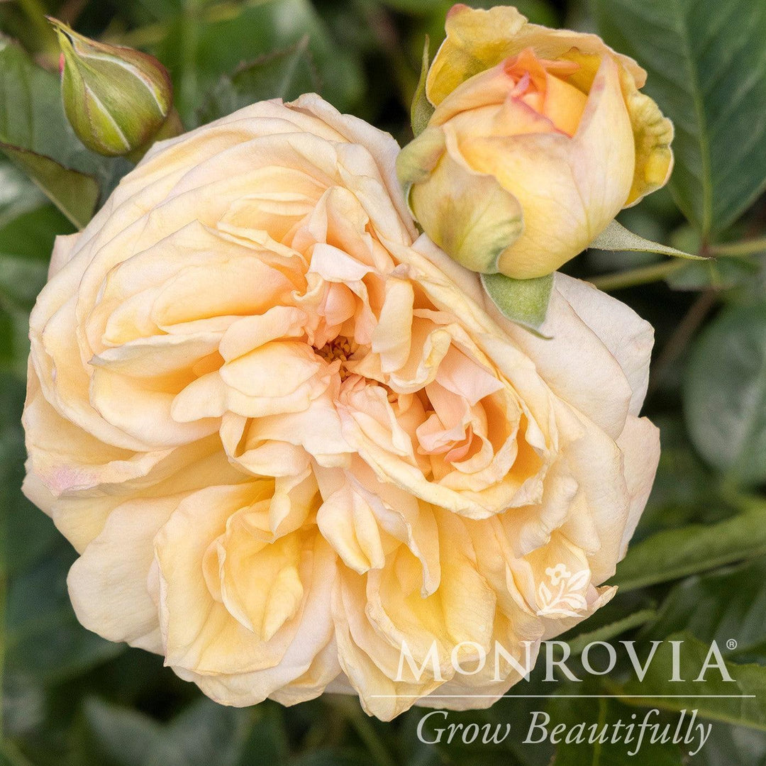 Rosa x 'Noa1112130' ~ Monrovia® Eau De Parfum® Bubbly Rose-ServeScape