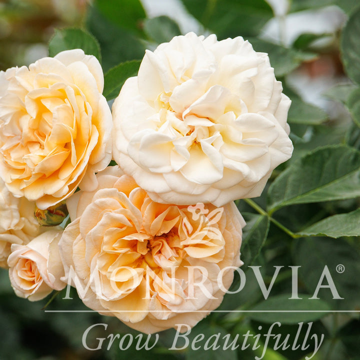 Rosa x 'Noa1112130' ~ Monrovia® Eau De Parfum® Bubbly Rose-ServeScape