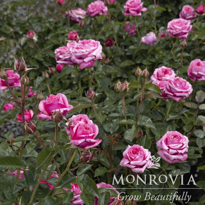 Rosa x 'Noa1811108' ~ Monrovia® Eau De Parfum® Blush Rose-ServeScape