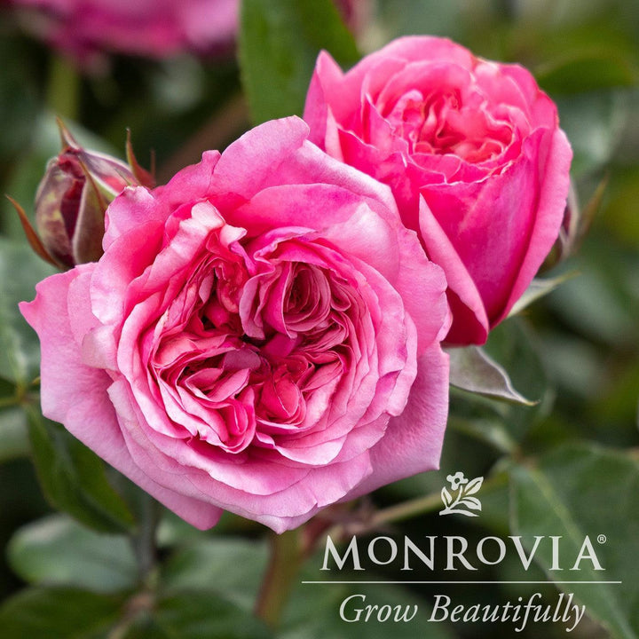Rosa x 'Noa1811108' ~ Monrovia® Eau De Parfum® Blush Rose-ServeScape