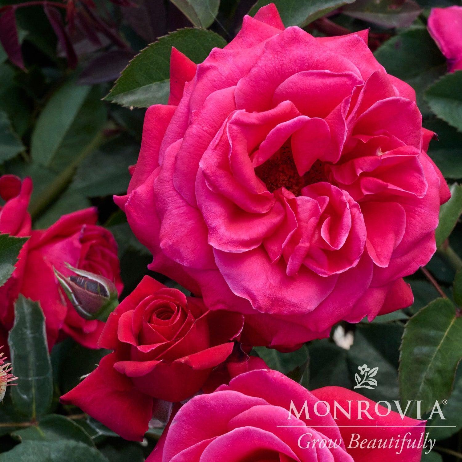 Rosa x 'Noa16079' PP 33,304 ~ Monrovia® Eau De Parfum® Bling Rose ...