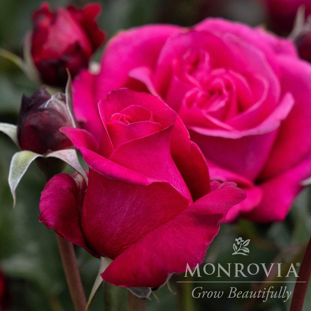 Rosa x 'Noa16079' PP 33,304 ~ Monrovia® Eau De Parfum® Bling Rose-ServeScape