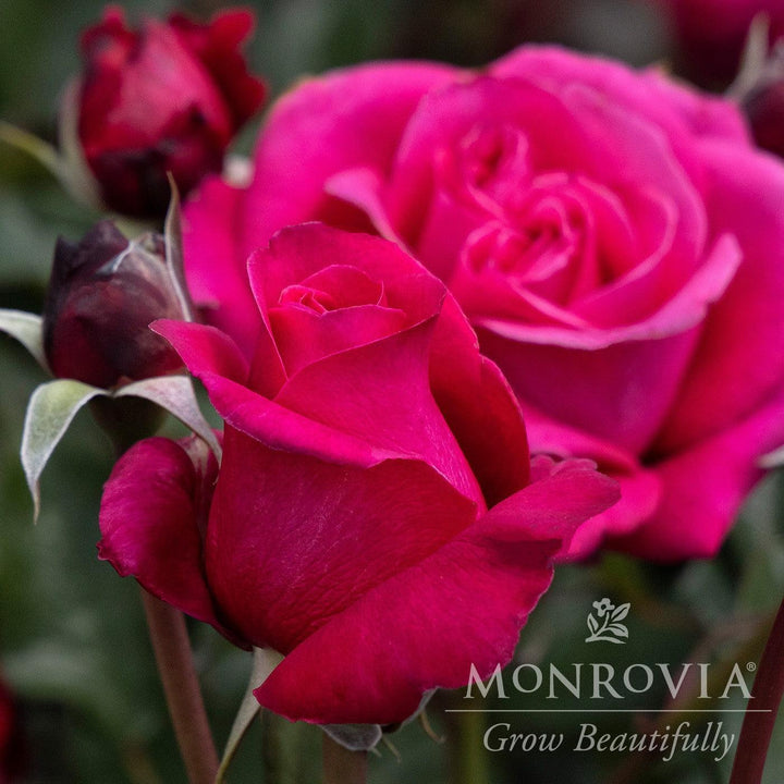 Rosa x 'Noa16079' PP 33,304 ~ Monrovia® Eau De Parfum® Bling Rose-ServeScape