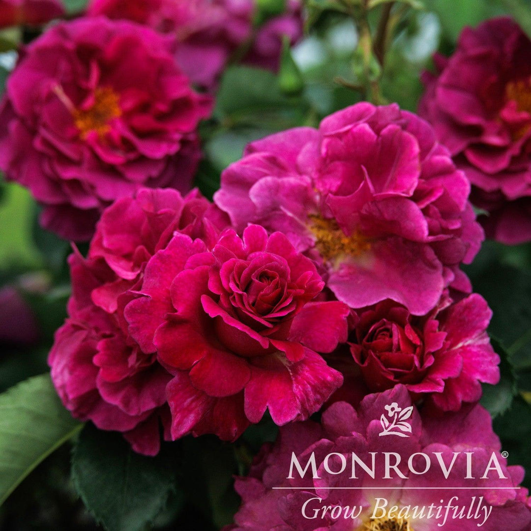 Rosa x 'Noa11356' ~ Monrovia® Eau De Parfum® Berry Rose-ServeScape
