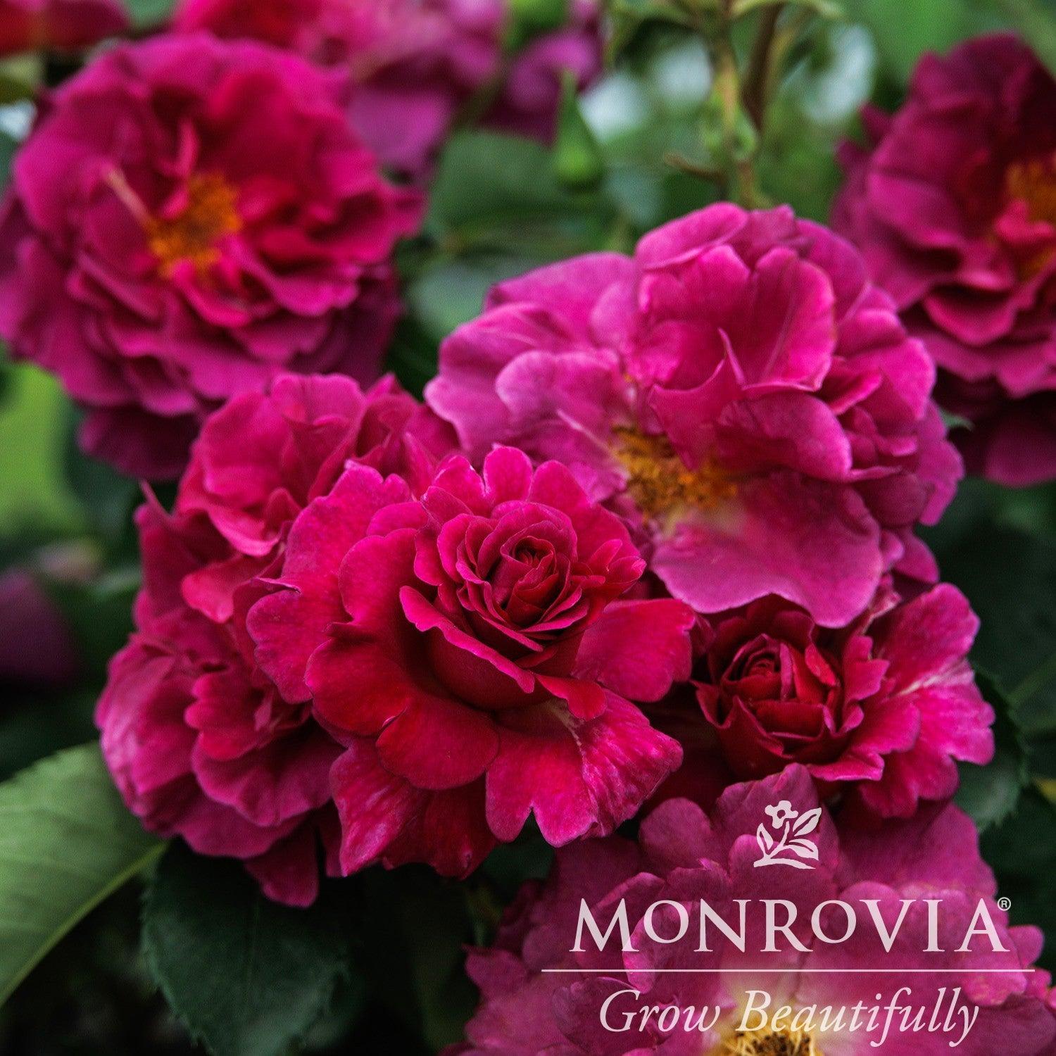Rosa x 'Noa11356' ~ Monrovia® Eau De Parfum® Berry Rose-ServeScape