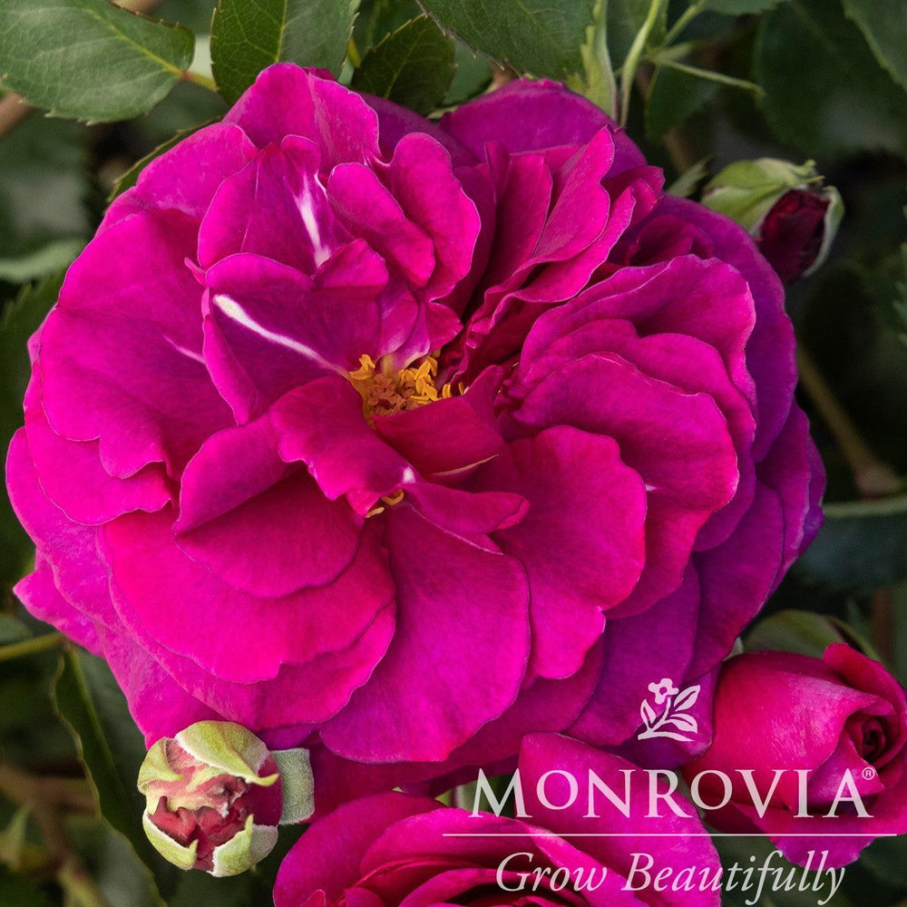 Rosa x 'Noa11356' ~ Monrovia® Eau De Parfum® Berry Rose-ServeScape