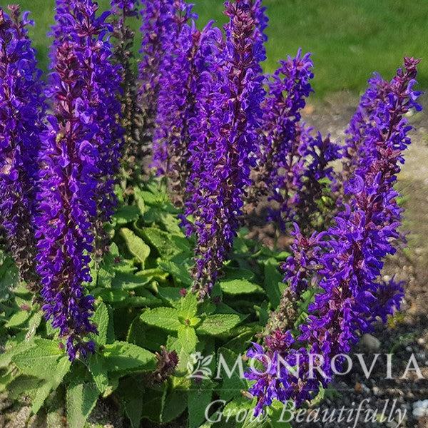 Salvia nemorosa 'ALKLF' PP #28,393 ~ Monrovia® Blue Bouquetta Meadow Sage-ServeScape