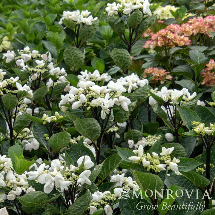 Hydrangea macrophylla 'CAMCHO45' PPAF ~ Monrovia® Seaside Serenade® Glacier Bay Hydrangea-ServeScape