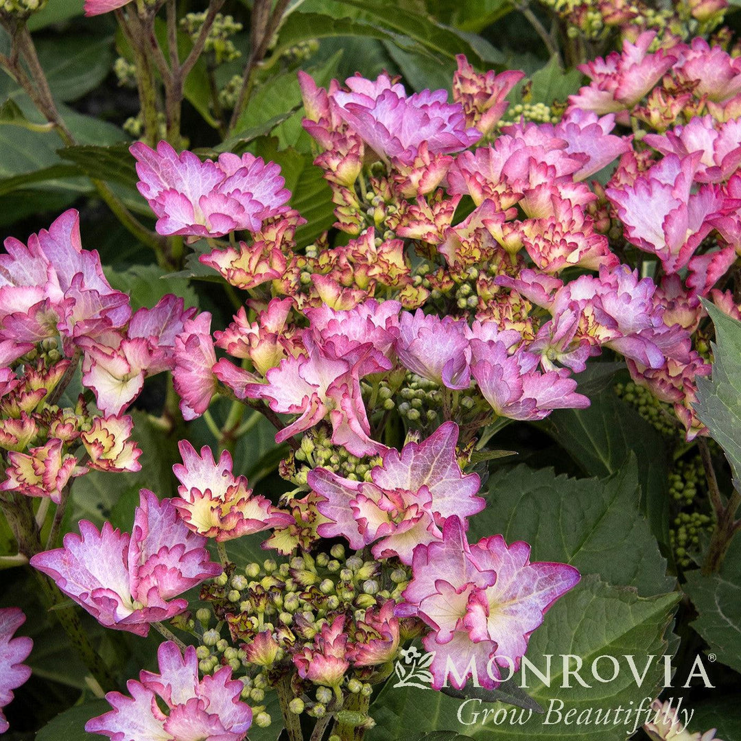 Hydrangea macrophylla 'CAMFRE29' PPAF ~ Monrovia® Seaside Serenade® Crystal Cove Hydrangea-ServeScape