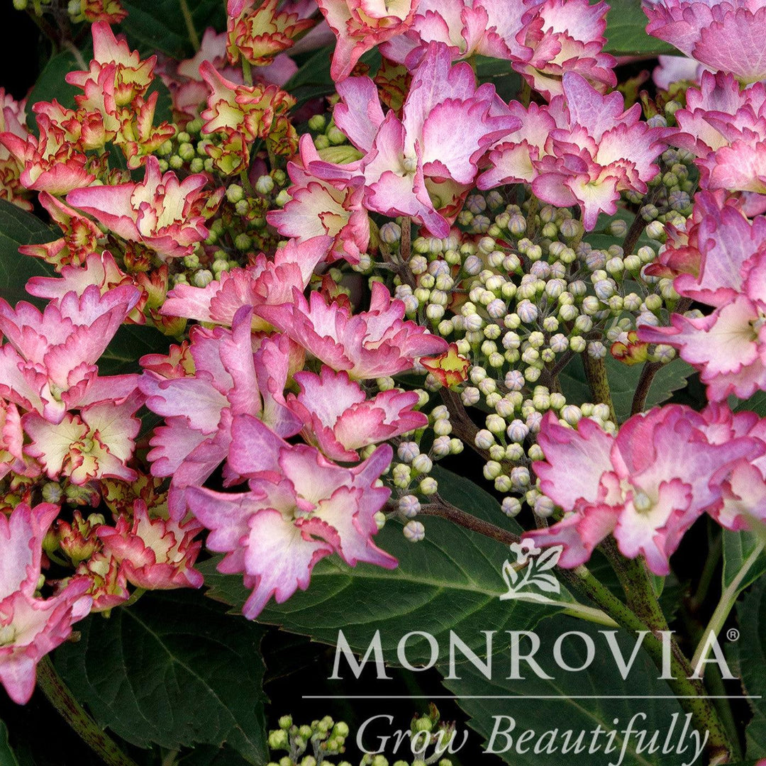 Hydrangea macrophylla 'CAMFRE29' PPAF ~ Monrovia® Seaside Serenade® Crystal Cove Hydrangea-ServeScape