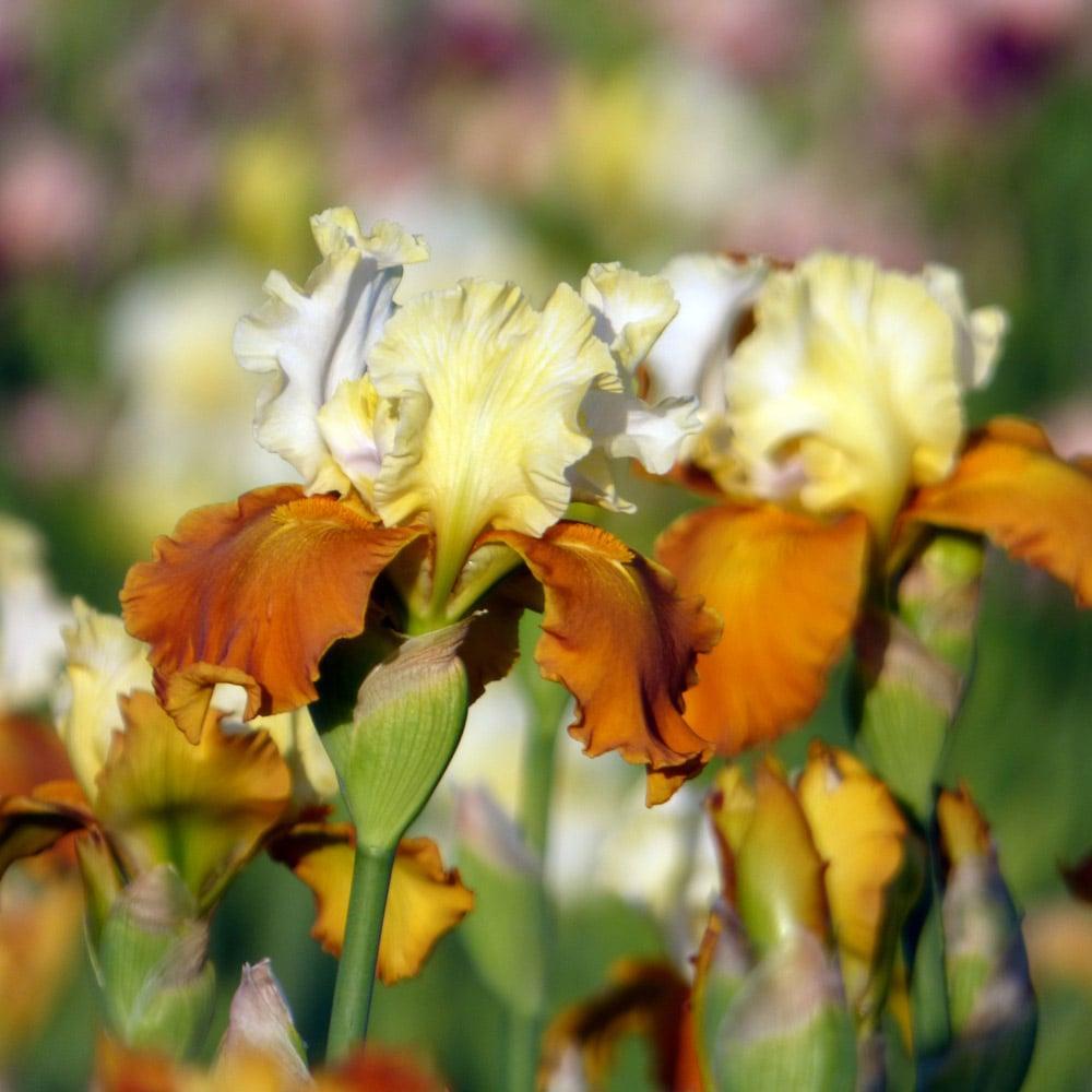 Iris germanica 'Fall Fiesta' ~ Fall Fiesta Bearded Iris-ServeScape