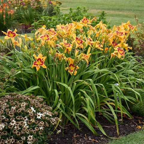 Hemerocallis ‘Tigereye Spider’ ~ Tigereye Spider Daylily-ServeScape
