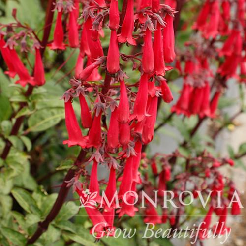Phygelius 'TNPHYCRD' ~ Monrovia® Colorburst™ Deep Red Cape Fuchsia-ServeScape