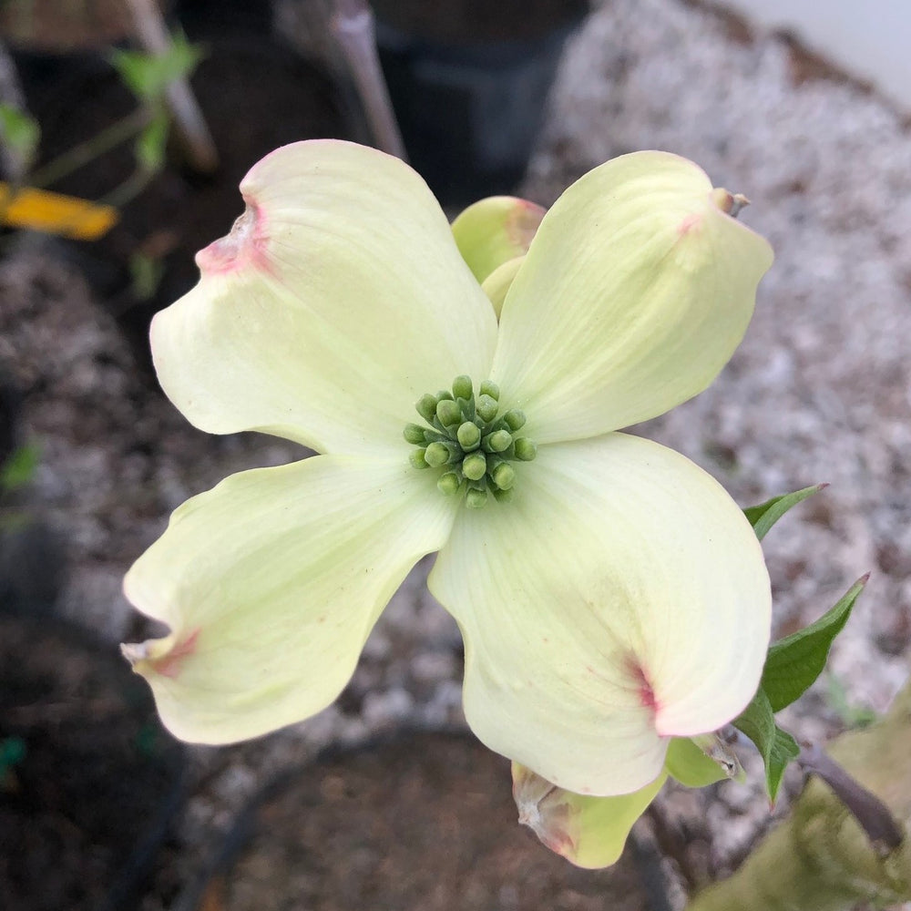 Cornus florida ‘Grovflor’ ~ Spring Grove Dogwood-ServeScape