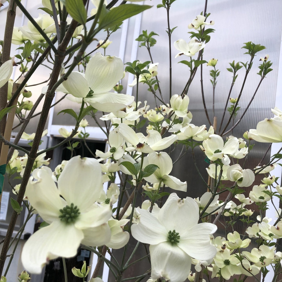 Cornus florida ‘Grovflor’ ~ Spring Grove Dogwood-ServeScape