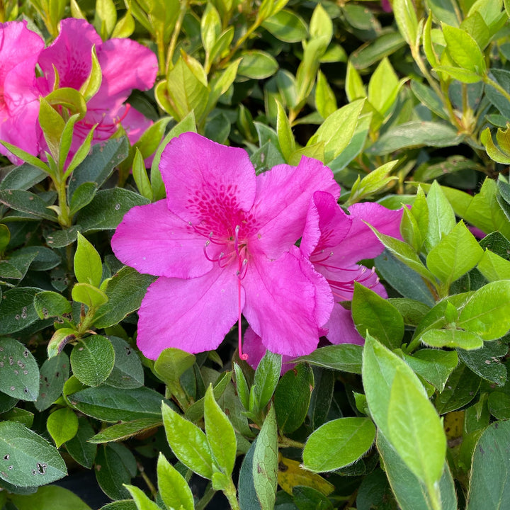 Rhododendron indica 'Formosa' ~ Formosa Azalea, Lavender-ServeScape