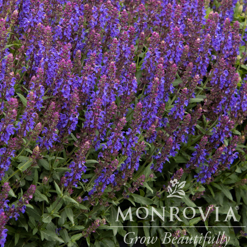 Salvia nemorosa 'Apex Blue' ~ Monrovia® Apex™ Blue Meadow Sage-ServeScape