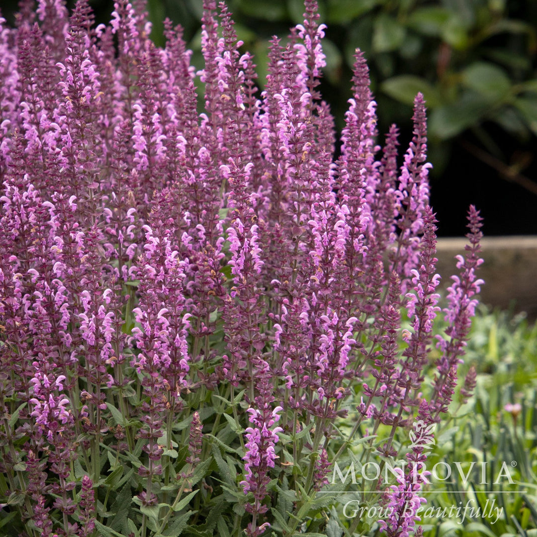 Salvia nemorosa 'Apex Pink' ~ Monrovia® Apex™ Pink Meadow Sage-ServeScape