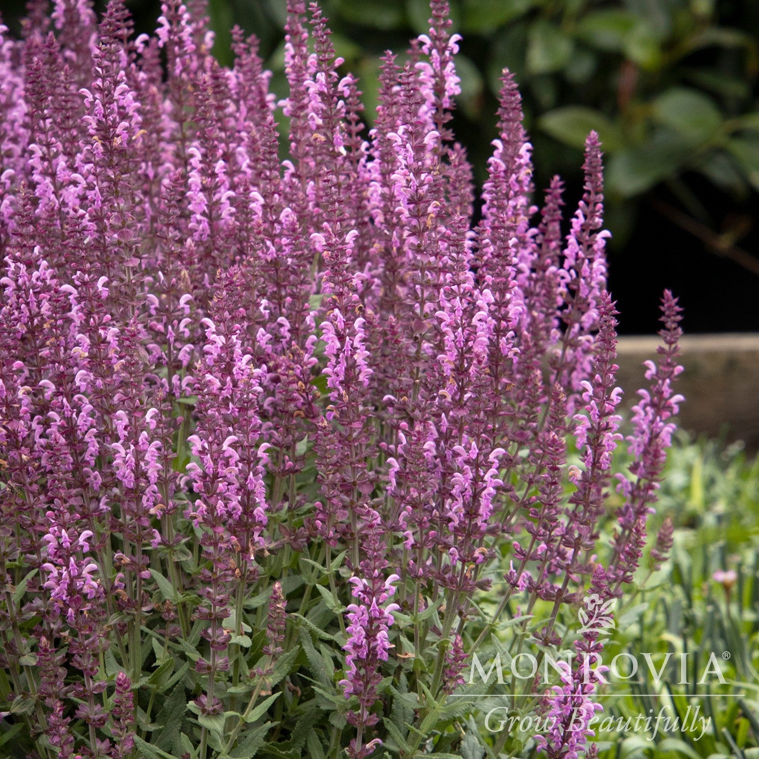 Salvia nemorosa 'Apex Pink' ~ Monrovia® Apex™ Pink Meadow Sage-ServeScape