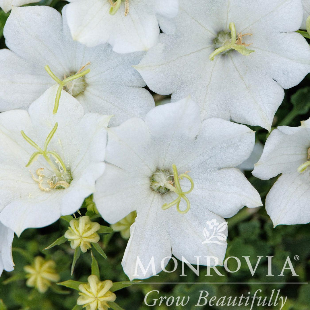 Campanula carpatica 'Pristar White' ~ Monrovia® Pristar™ White Bellflower-ServeScape