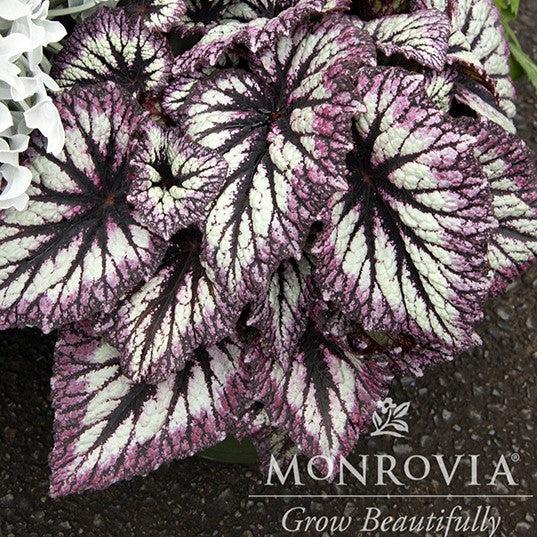 Begonia 'Fireworks' ~ Monrovia® Fireworks Rex Begonia-ServeScape