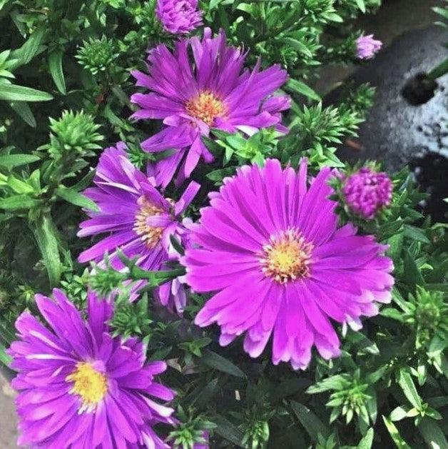 Aster novi-belgii 'Magic Purple' ~ Magic™ Purple Aster-ServeScape