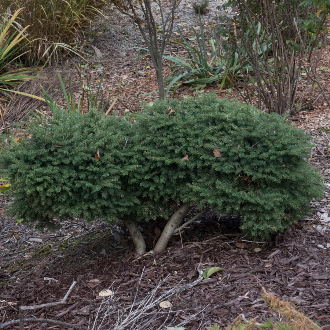 Picea abies 'Nidiformis' ~ Bird's Nest Spruce-ServeScape