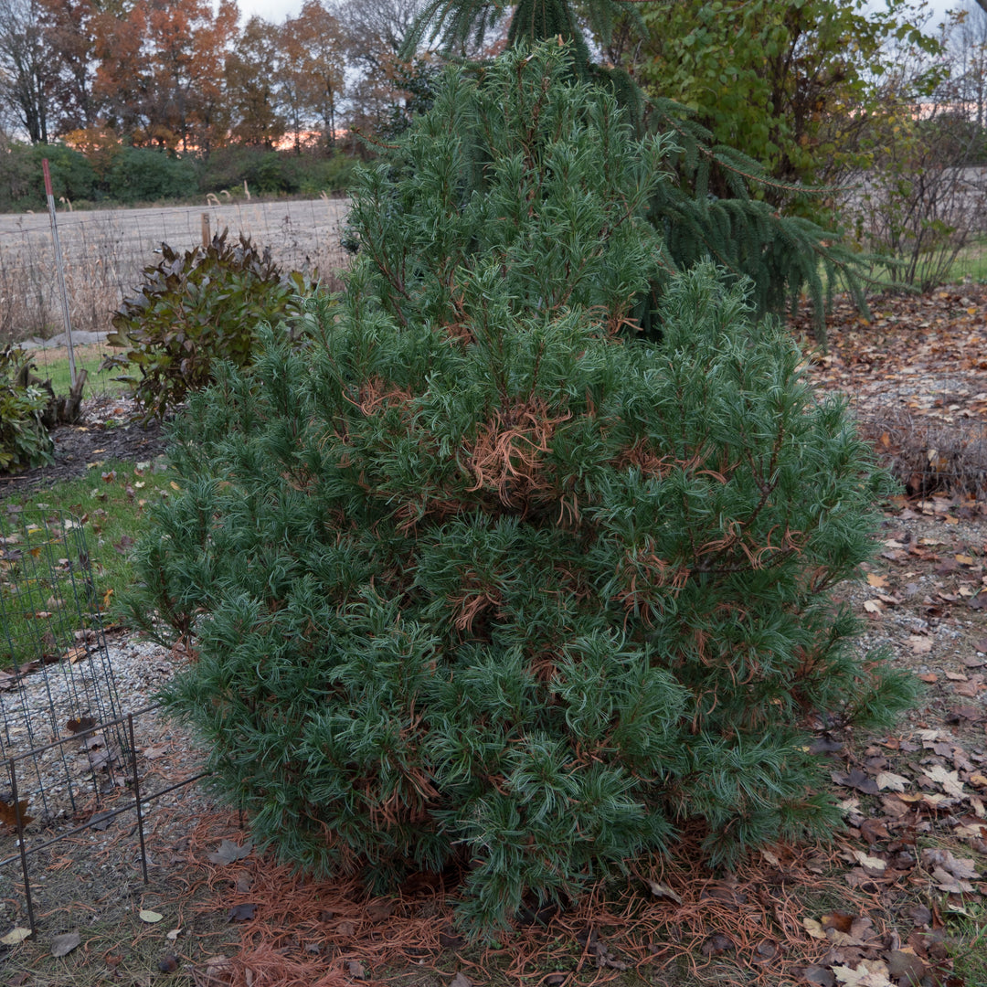 Pinus strobus 'Mini Twists' ~ Mini Twists White Pine-ServeScape