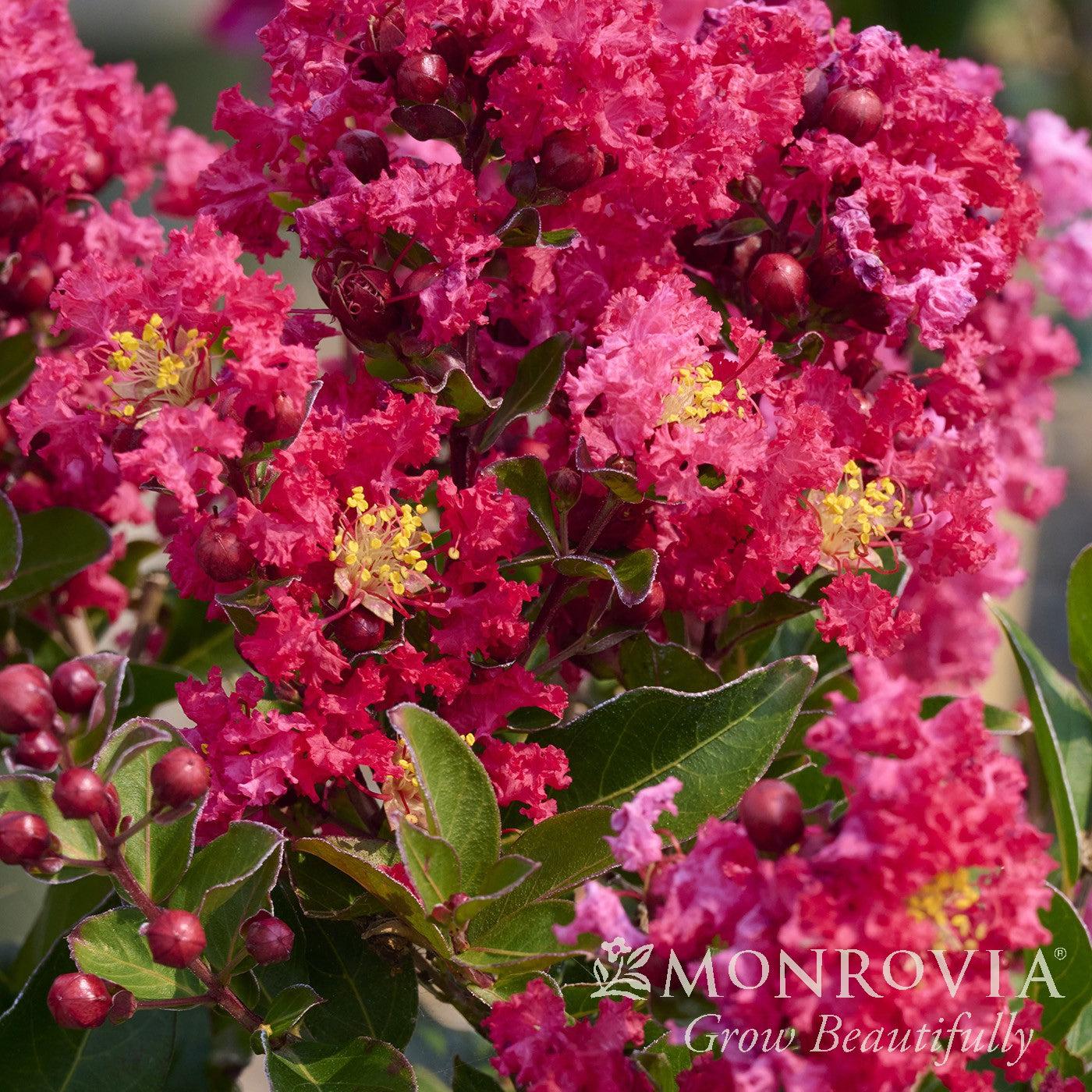 Summerlasting Raspberry Monrovia® Summerlasting™ Strawberry Crape Myrtle - Lagerstroemia indica ...