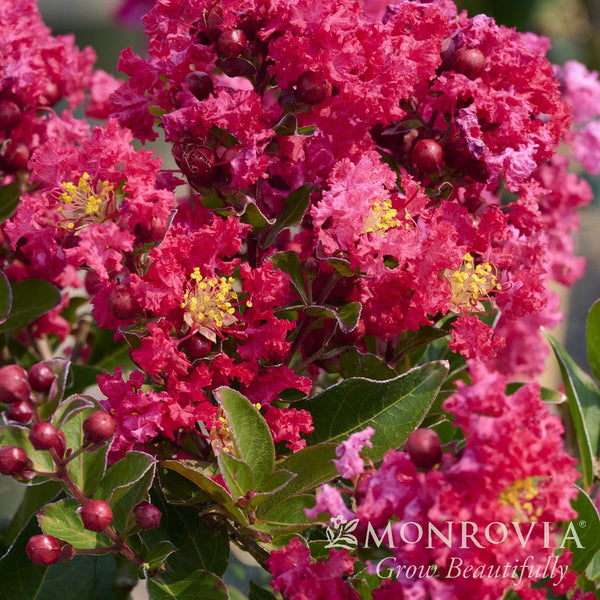 ボトムス Apolina Myrtle bloomer 12-18m Crape Myrtle 'Catawba' Standard Trunk — Green Acres Nursery