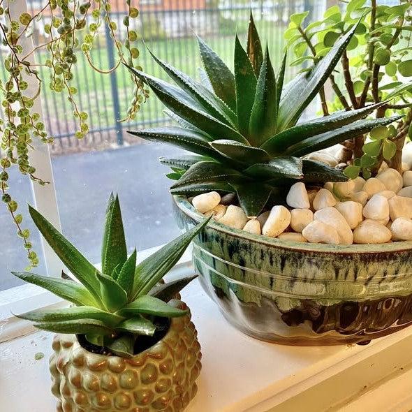 Gasteria 'Solana' ~ Solana Gasteria-ServeScape