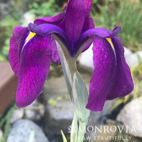 Iris ensata 'Variegata' ~ Monrovia® Variegated Japanese Iris-ServeScape