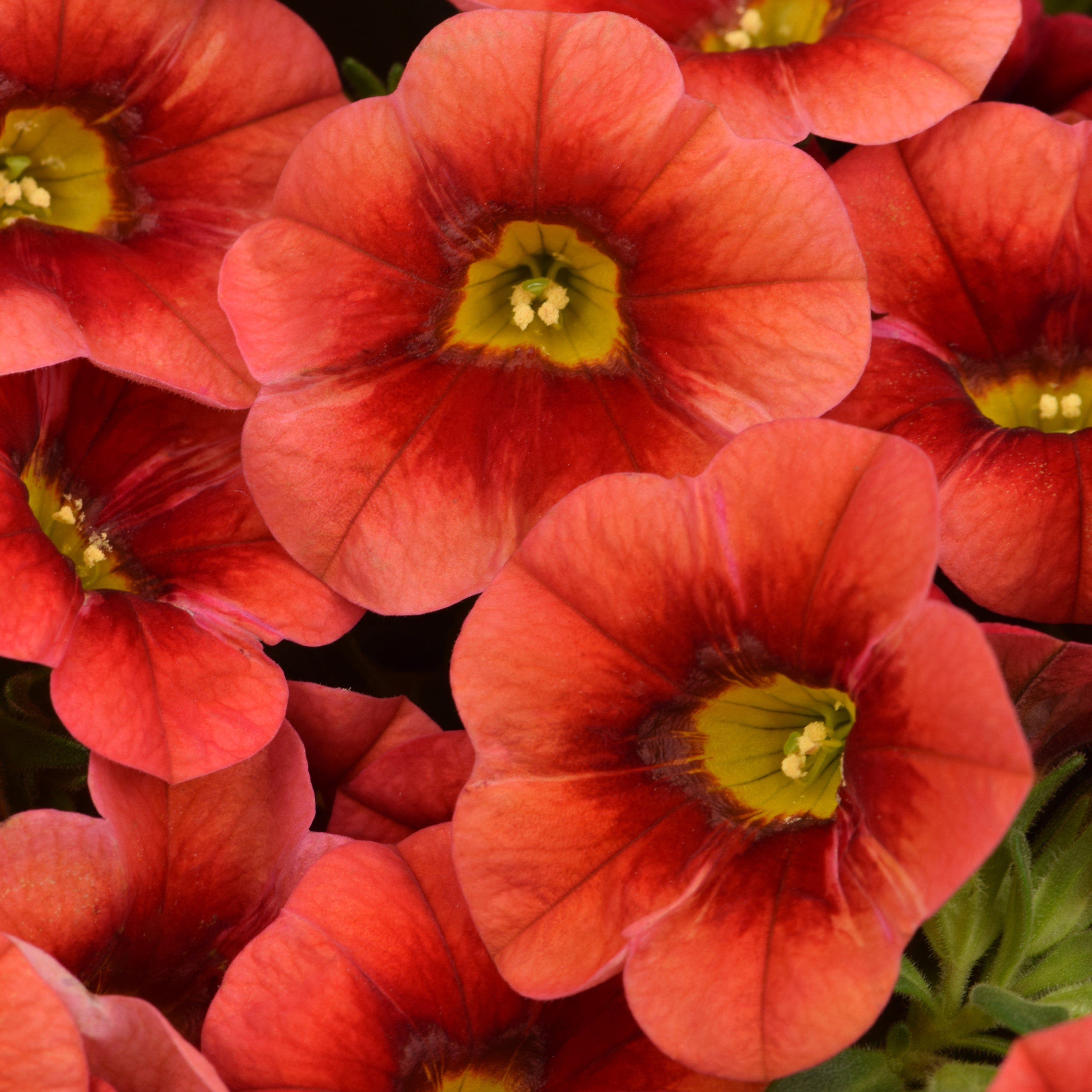 Calibrachoa 'Calitastic Papaya' ~ Calitastic® Papaya Calibrachoa ...