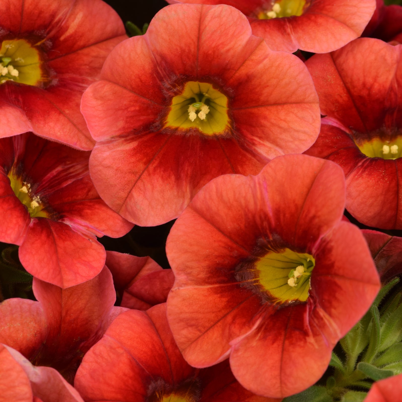 Calibrachoa 'Calitastic Papaya' ~ Calitastic® Papaya Calibrachoa-ServeScape