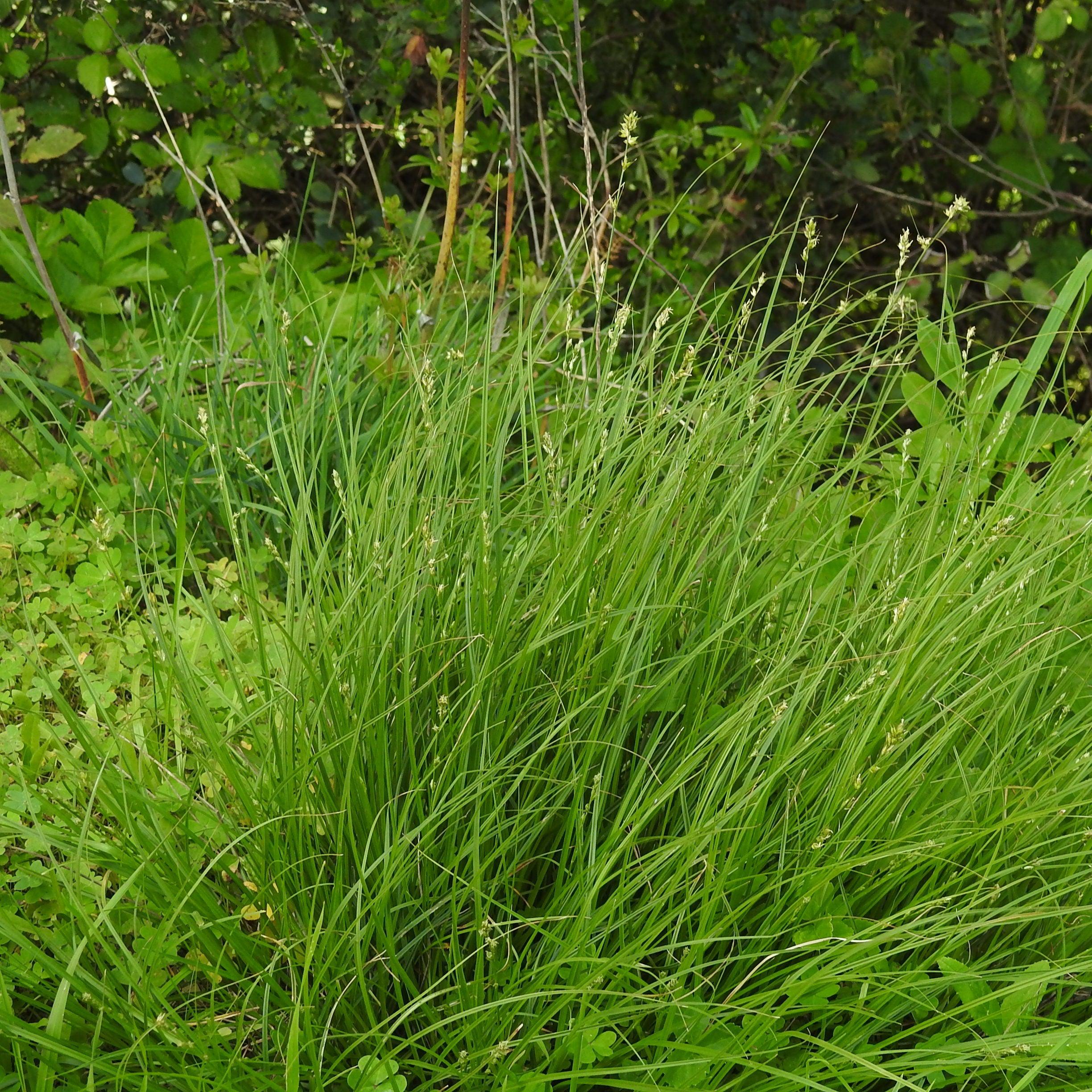 Grassland Sedge - Carex divulsa – ServeScape