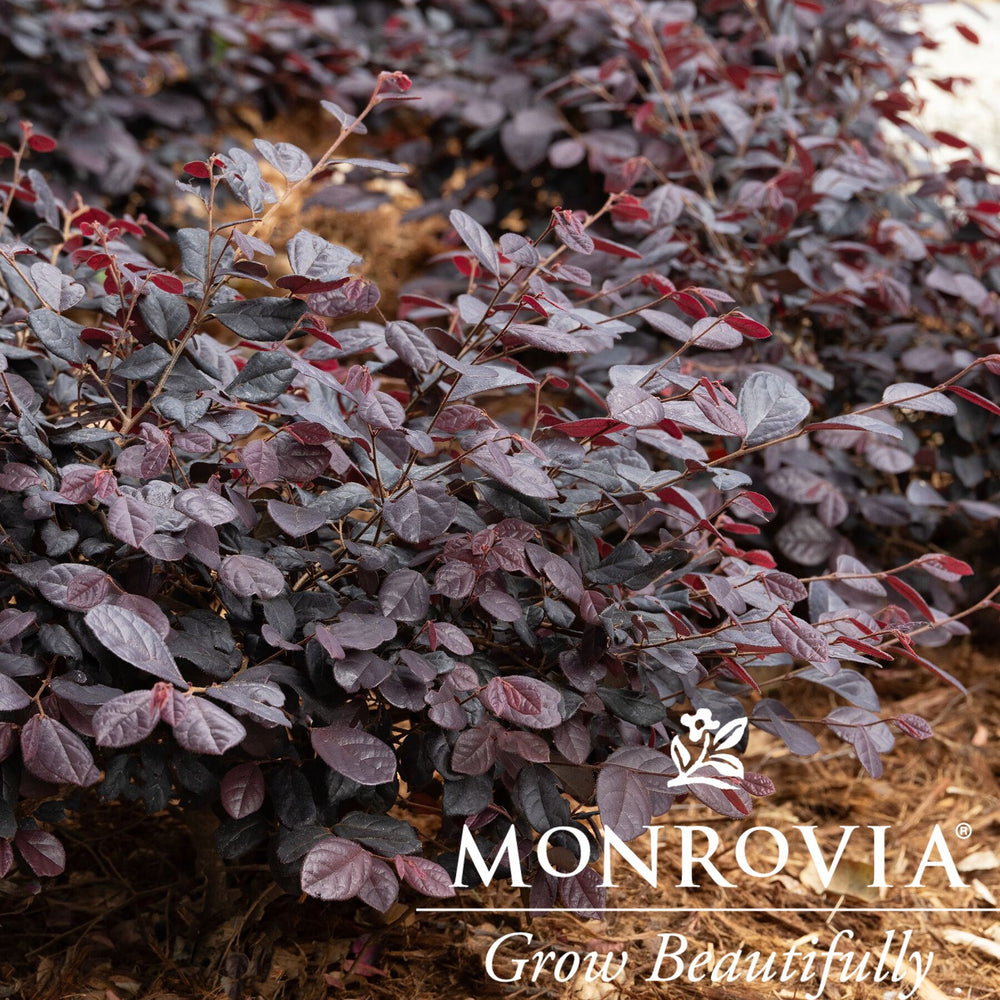 Loropetalum chinense 'Marjorie' ~ Monrovia® Midnight™ Moxie Fringe Flower-ServeScape