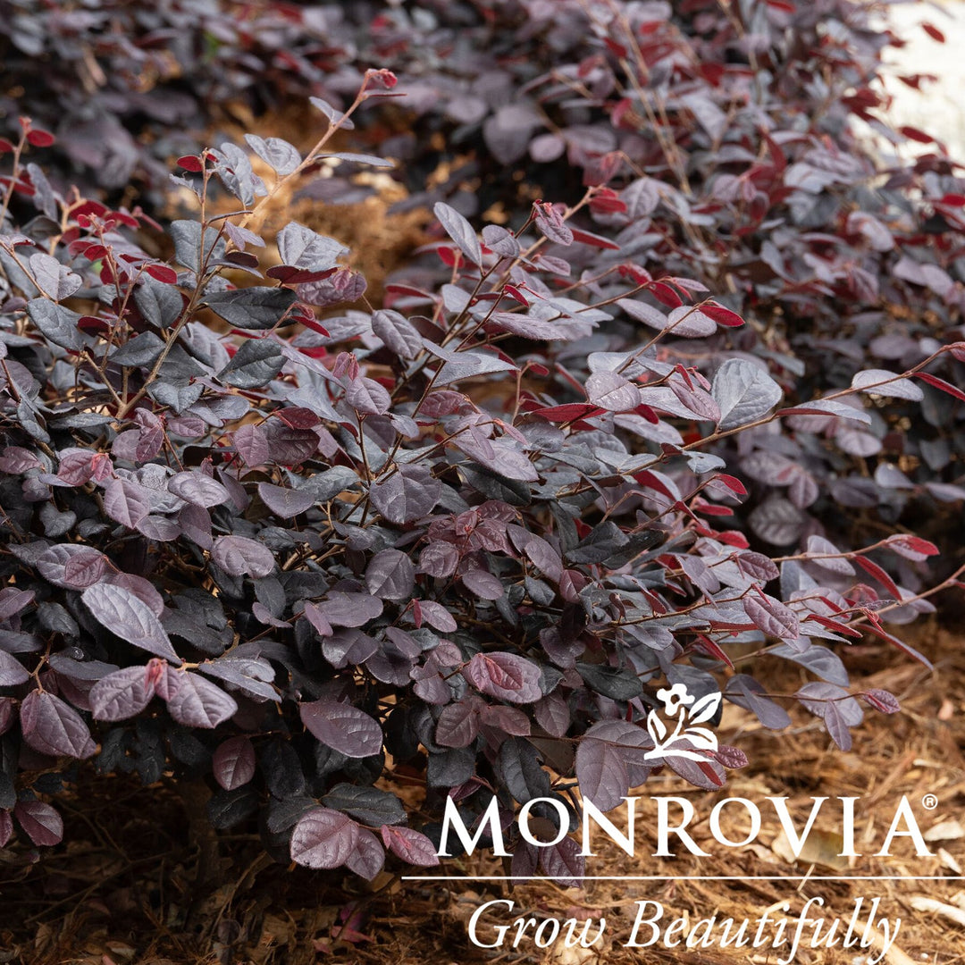 Loropetalum chinense 'Marjorie' ~ Monrovia® Midnight™ Moxie Fringe Flower-ServeScape