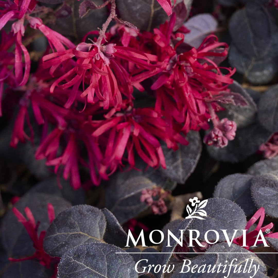 Loropetalum chinense 'Marjorie' ~ Monrovia® Midnight™ Moxie Fringe Flower-ServeScape