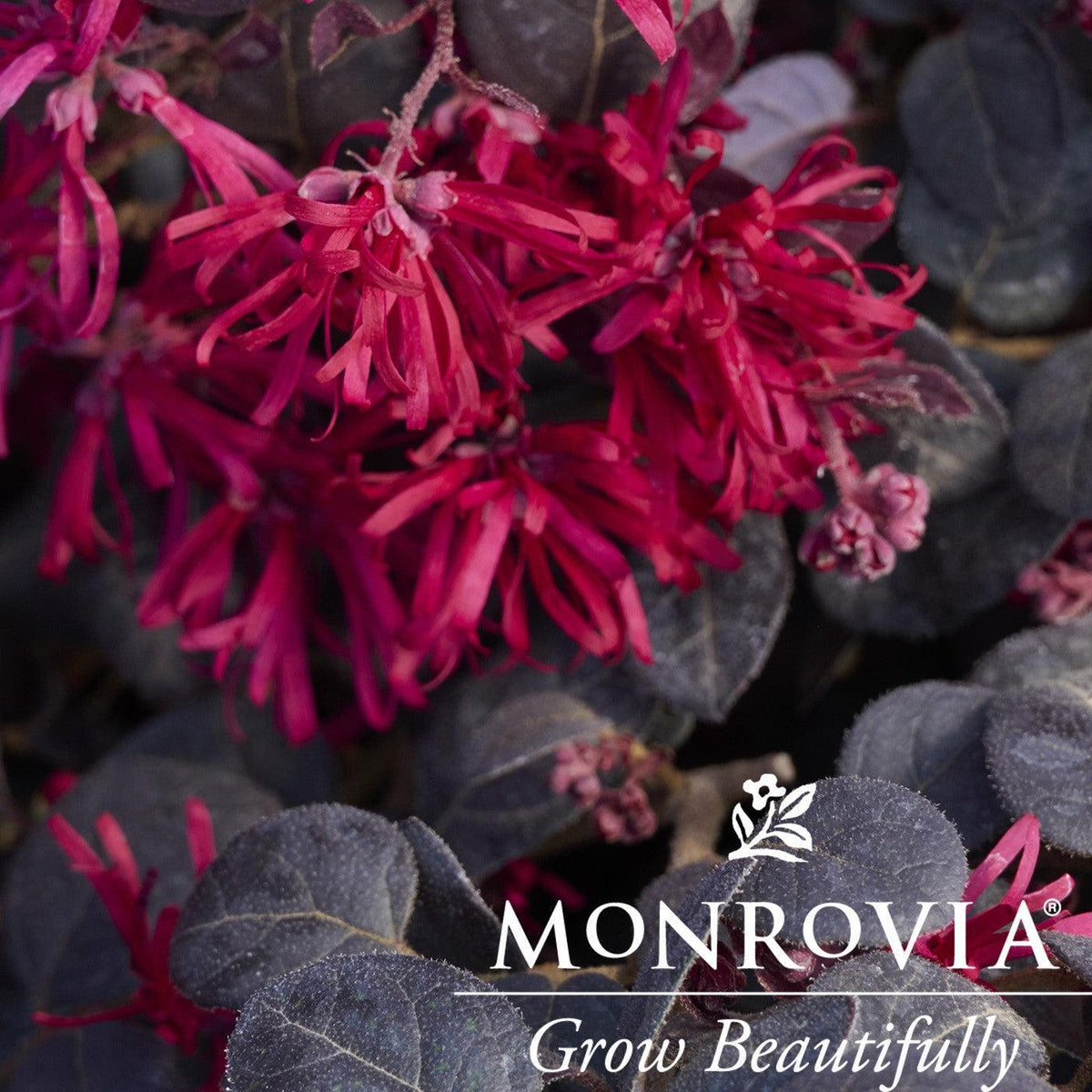 Loropetalum chinense 'Marjorie' ~ Monrovia® Midnight™ Moxie Fringe Flower-ServeScape